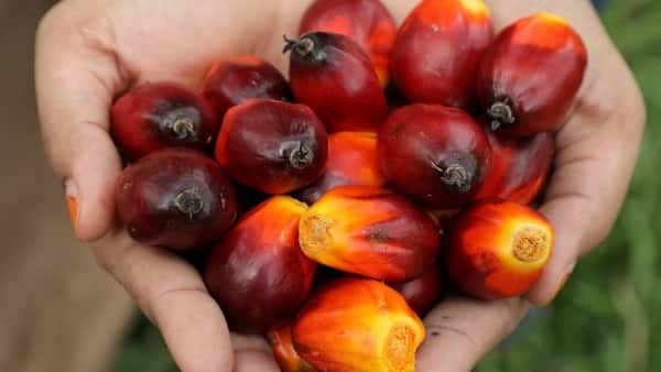 According to Refinitiv Eikon, Indonesia exported an average of roughly 620,000 tonnes per month of RBD in 2021, compared to an average of around 100,000 tonnes of crude palm oil.