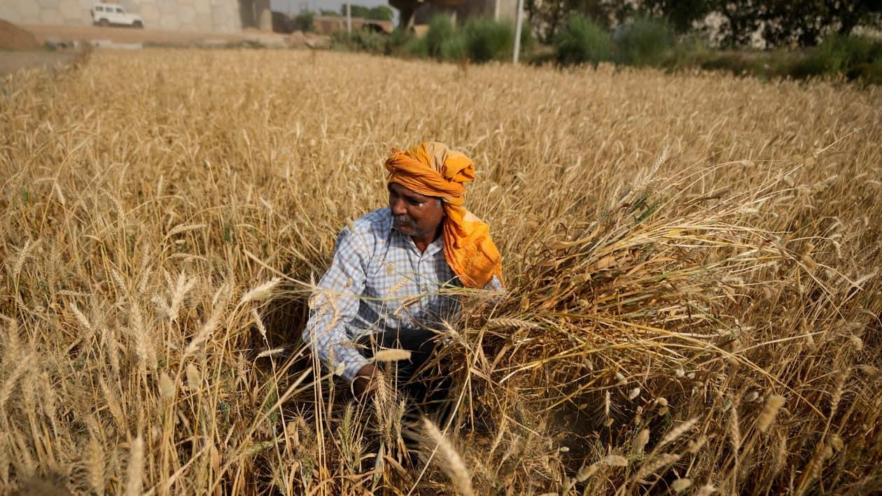 A farmer harvests wheat on the outskirts of Jammu, India,Thursday, April 28, 2022. The intense heat wave sweeping through South Asia was made more likely due to climate change and is a sign of things to come. An analysis by international scientists said that this heat wave was made 30 times more likely because of climate change and future warming would make heat waves more common and hotter in the future. Its effects have been cascading, ranging from forest fires and glacial floods to crop losses that forced India to ban exports on wheat. (AP Photo/Channi Anand)