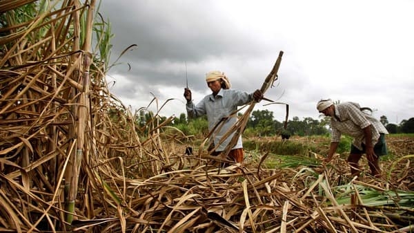 India is the world's biggest sugar producer and the second biggest exporter behind Brazil.&nbsp;