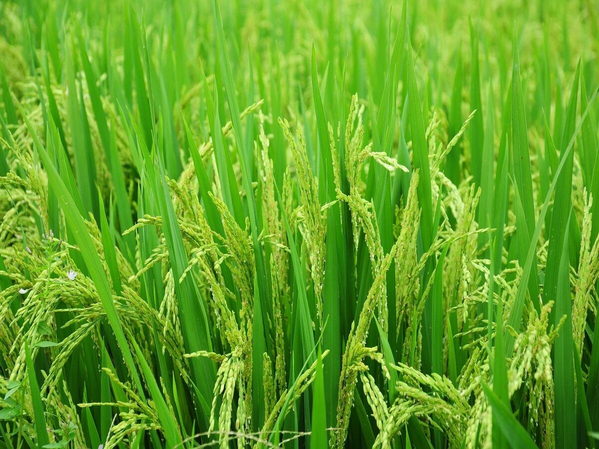 The MSP of the common grade variety of paddy has been increased to  <span class='webrupee'>₹</span>2,040 per quintal for the 2022-23 crop year from  <span class='webrupee'>₹</span>1,940 in the previous year. The support price of 'A' grade variety of paddy has been hiked to  <span class='webrupee'>₹</span>2,060 per quintal from  <span class='webrupee'>₹</span>1,960. Photo: Pixabay
