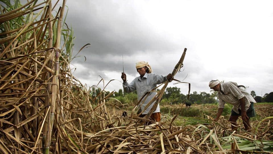 FILE- Indian farmers harvest sugarcane in their field near Mandya about 110 kilometers (69 miles) southwest of Bangalore, India, Monday, Aug. 6, 2012. India is restricting sugar exports to 10 million tons in the current season in 2022 to help maintain domestic availability and keep prices stable. India is the second-largest producer, after Brazil, and biggest consumer of sugar in the world, according to the All India Sugar Trade Association. It's the second-largest exporter of sugar. (AP Photo/Aijaz Rahi, File) (AP)