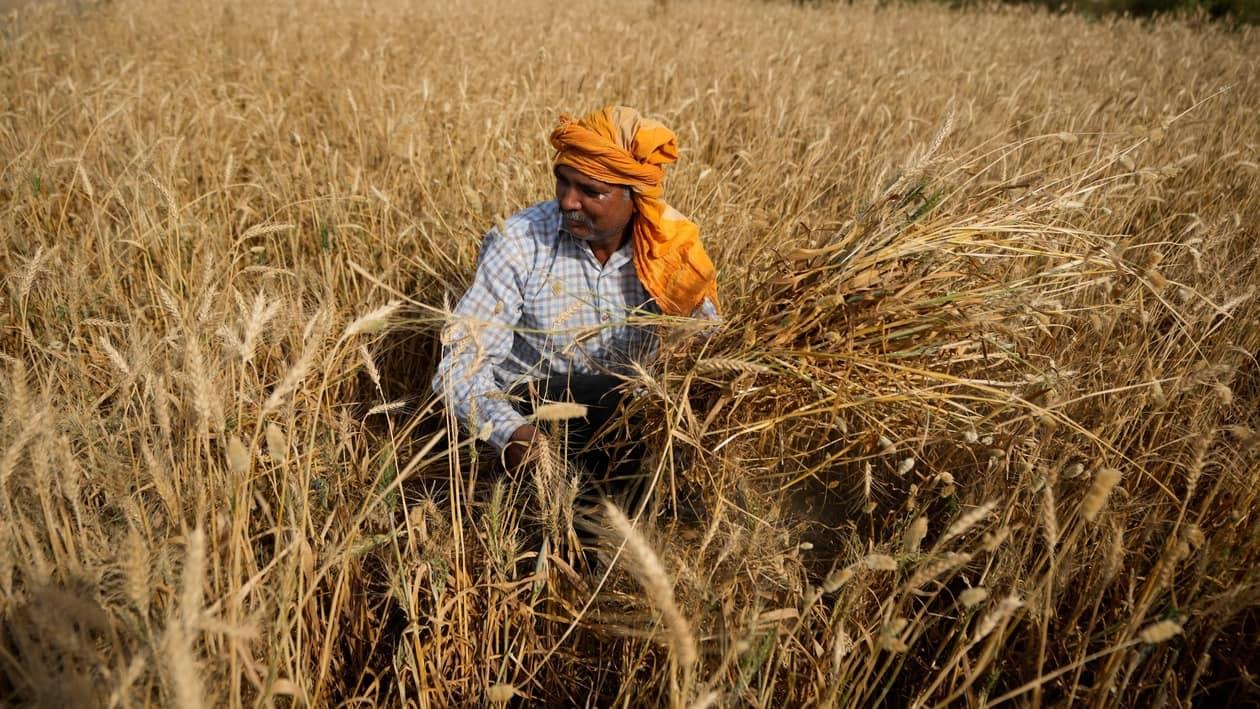 Domestic wheat prices ended last week at a record 24,000 rupees ($301.57) per tonne, having risen 14% from lows struck after the government surprised markets on May 14 by banning exports.