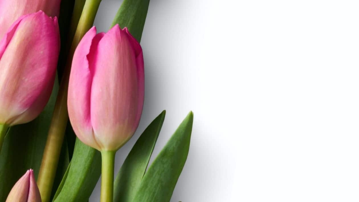 Tulip Mania: From Riches to Rags
