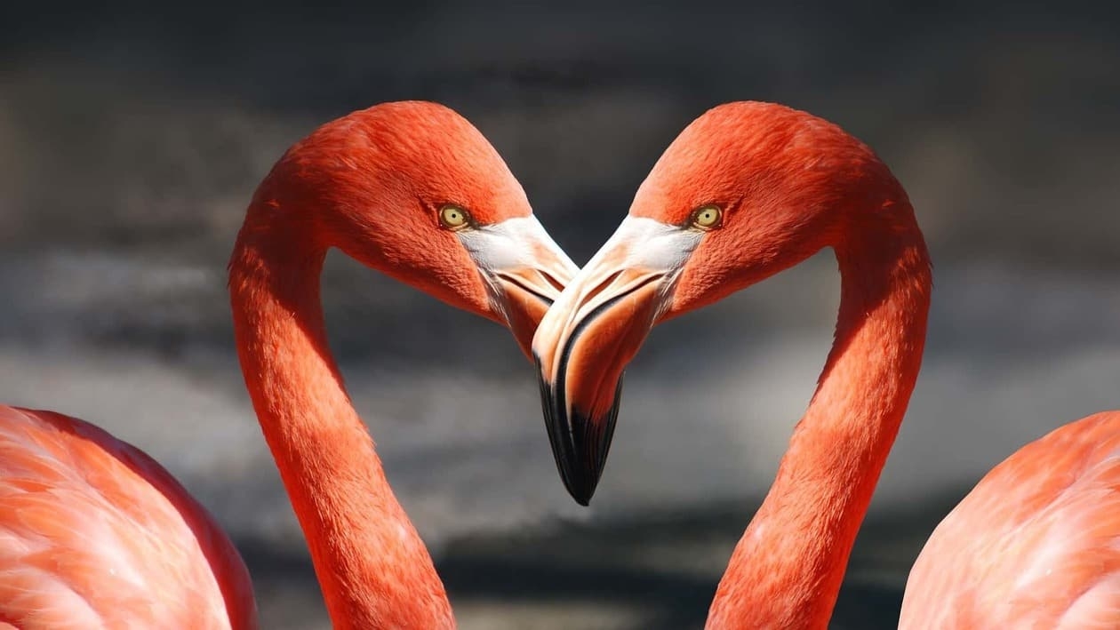 Love like flamingos, but decide your finances like humans.